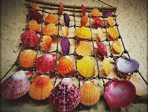 Amazon.com: Sea Shells Mixed Beach Seashells 9 Kinds 1.2"-3.5 "Various Sizes Natural Seashells and 2