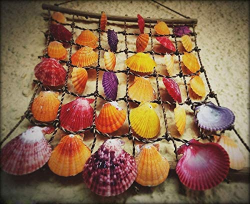 Amazon.com: Sea Shells Mixed Beach Seashells 9 Kinds 1.2"-3.5 "Various Sizes Natural Seashells and 2