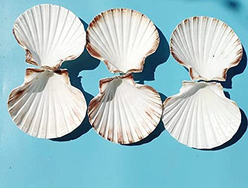 Amazon.com: 10 PCS 4-5 inch Large Scallop Shells Baking Sea Shells Large Natural White Scallop Shell