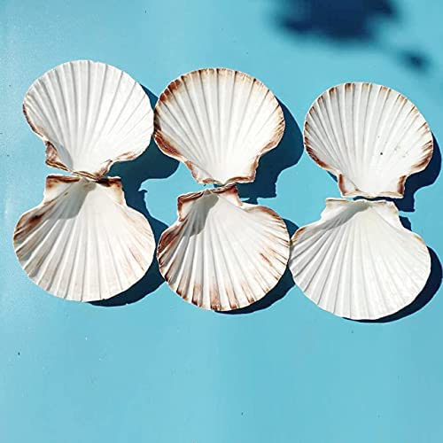 Amazon.com: 10 PCS 4-5 inch Large Scallop Shells Baking Sea Shells Large Natural White Scallop Shell