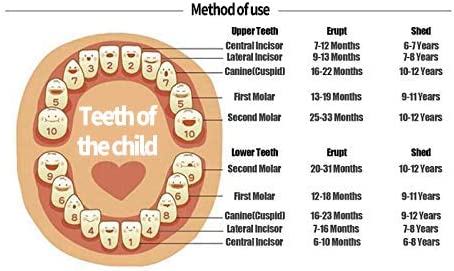 Amazon.com: Baby Tooth Box ,Wooden Kids Keepsake Organizer for Baby Teeth, Cute Children Tooth Conta