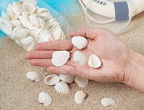 Amazon.com: SEAJIAYI Small Tiny Sea Shells White Clam Bulk Natural Seashell for DIY Craft Home Decor