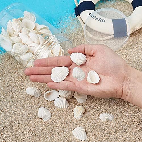 Amazon.com: SEAJIAYI Small Tiny Sea Shells White Clam Bulk Natural Seashell for DIY Craft Home Decor